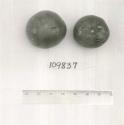 Click for 1 image(s) for this accession. FRUIT